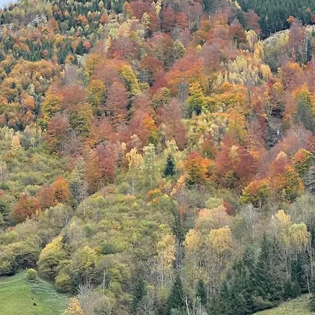 Captains Sunny At Sigl With Summercard * 滨湖采尔